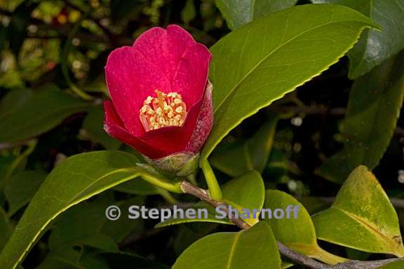 camellia japonica 3 graphic